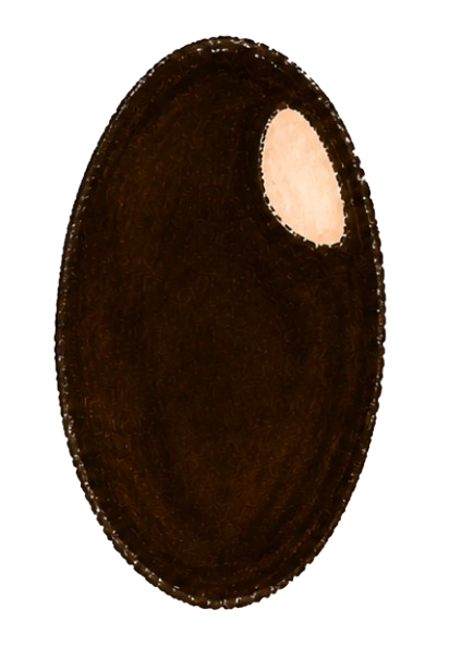 Pupila